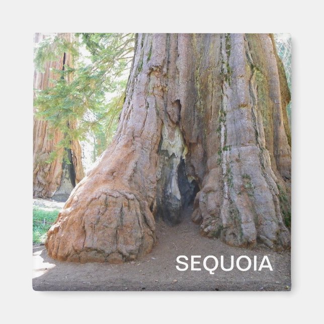 Coola Giant Sequoia Magnet! Magnet (Framsidan)