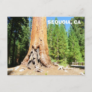 Coola Giant Sequoia-vykort! Vykort