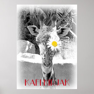 Coola Giraffe Poster! Poster