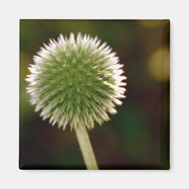 Coola Globe Thistle Magnet (Framsidan)