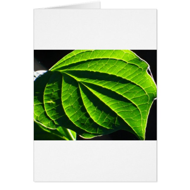 Coola grönt löv hälsningskort (Framsidan)