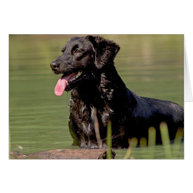 Coola Hälsningskort (Framsidan Horizontal)