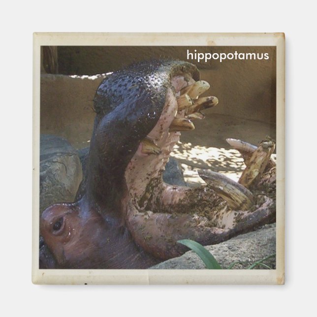 Coola Hippopotamus Magnet! Magnet (Framsidan)