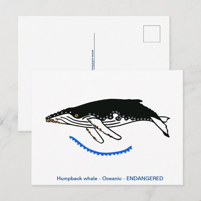 Coola Humpback WHALE- Endangången djur- natur Vykort (Fram/baksida)