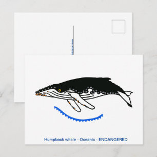 Coola Humpback WHALE- Endangången djur- natur Vykort