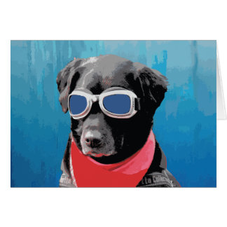 Coola Hund Svart lab Red Bandana Blue Goggles OBS Kort