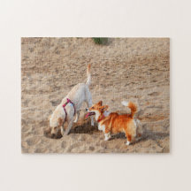 coola hundar på stranden