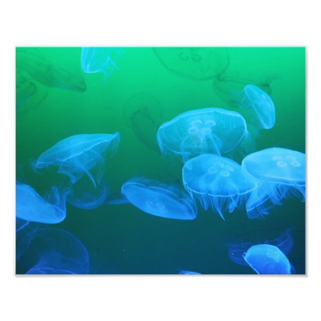 Coola Jellyfish Grönt Blue Gradient Fototryck (Framsidan)