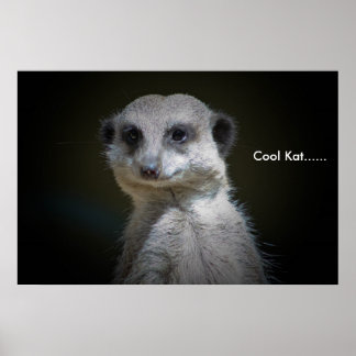 Coola Kat.... Poster