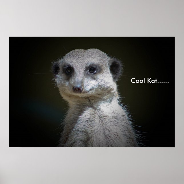 Coola Kat.... Poster (Framsidan)