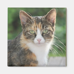 Coola Katt Magnet