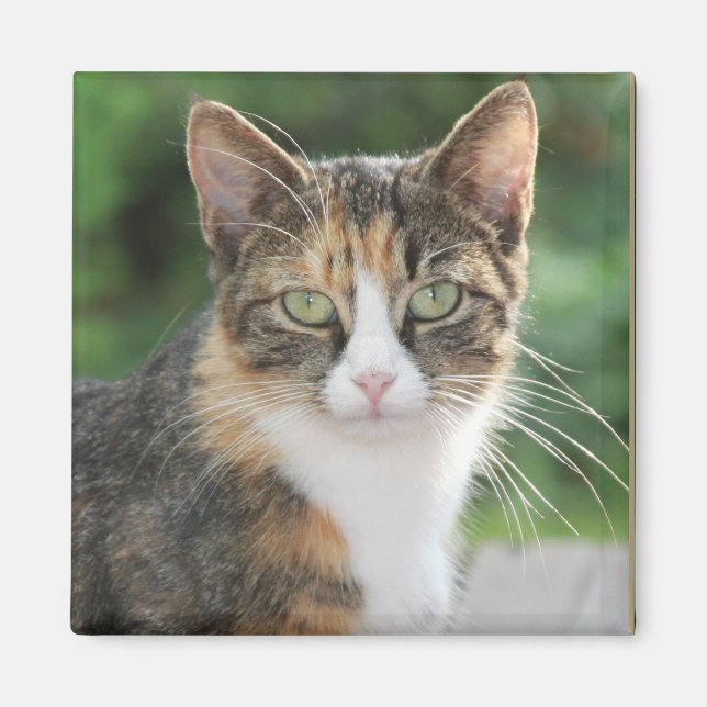 Coola Katt Magnet (Framsidan)