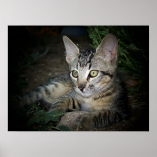 Coola Katt Poster