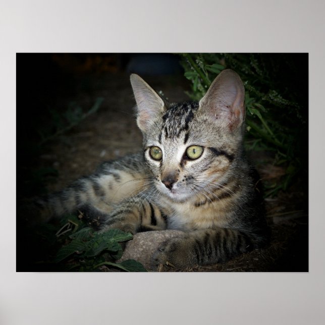Coola Katt Poster (Framsidan)