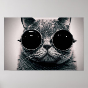 Coola Katt Poster