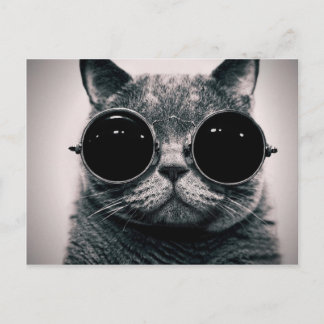 coola katt! vykort