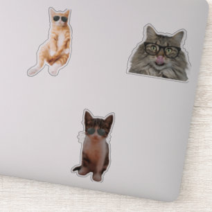 Coola - Kattmedlemmar Klistermärken