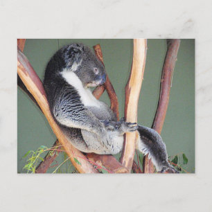 Coola Koala Vykort