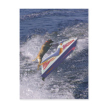 Coola Lab Jumping Vågar