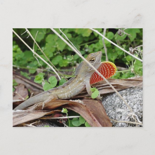Coola Lizard Anole Vykort (Framsida)