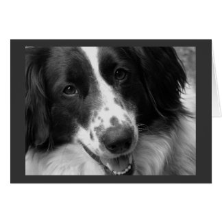 Coola, Lugn och avslappnad Hund Hälsningskort