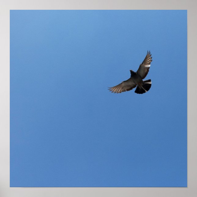 Coola Modern flygfågel - modern design Poster (Framsidan)