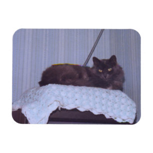 Coola Nebelung  Magnet