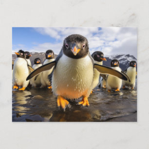 Coola Penguins Vykort