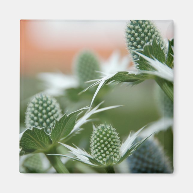 Coola Plant Magnet (Framsidan)