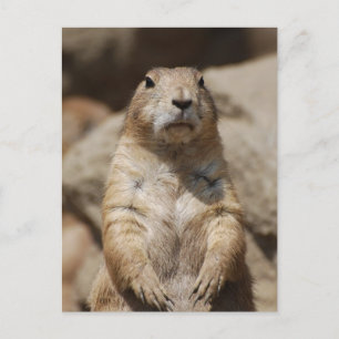 Coola Prairie Hund Postcard Vykort