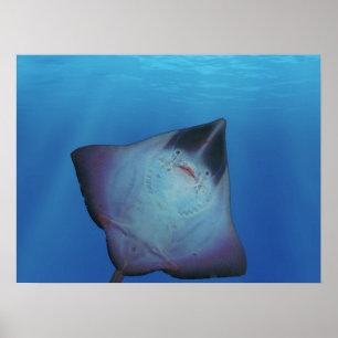 Coola Ray Poster