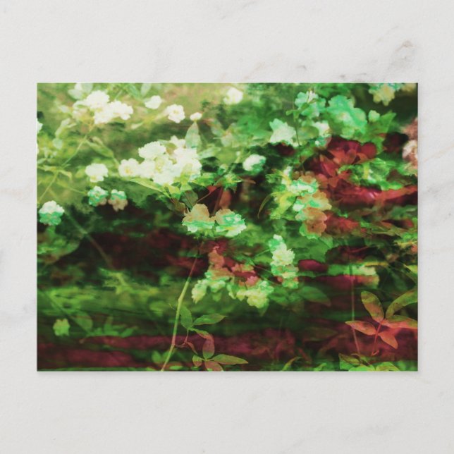 Coola röd grönt blommart mönster. Naturvård Vykort (Framsida)