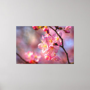 Coola Sakura-blommor på ett körsbärsträd i trädgår Canvastryck