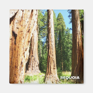 Coola Sequoia Magnet! Magnet