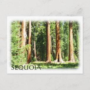 Coola Sequoia vykort! Vykort