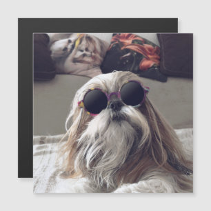 Coola Shih Tzu Long hair vintage Sunglasses Photo