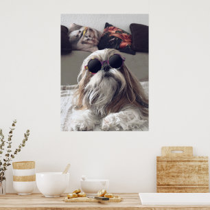 Coola Shih Tzu Long hair vintage Sunglasses Photo Poster