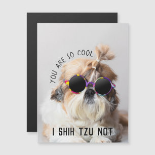 Coola Shih Tzu roligt ej söta solglasögon Foto
