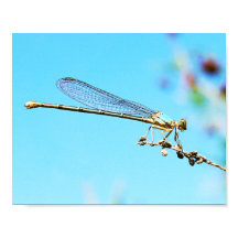 Coola Stäng upp ett Dragonfly-naturfoto