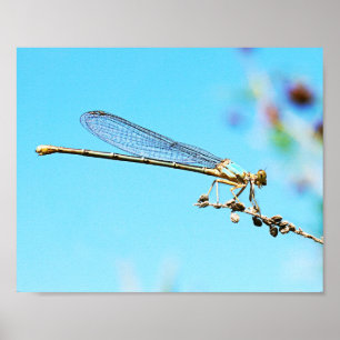 Coola Stäng upp ett Dragonfly-naturfoto Poster