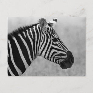 Coola svart och vit zebra mönstrad vykort
