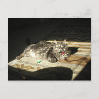 Coola - takregel vykort