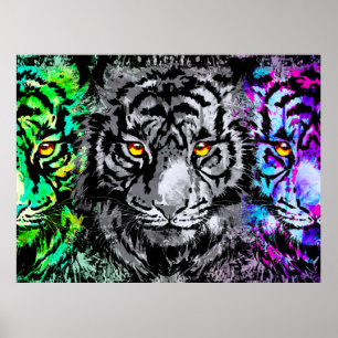 Coola Tiger Artwork - Wildlife Big Cats - Tiger Poster
