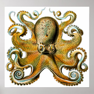 Coola Vintage Octopus Poster