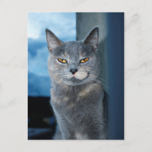 coola vykort för katt