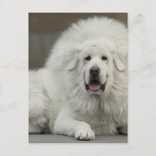 coola White Tibetan Mastiff Vykort