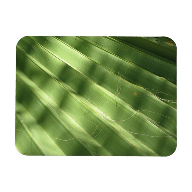 Coola Yta_Fluted Frond naturligt Magnet (Horisontell)