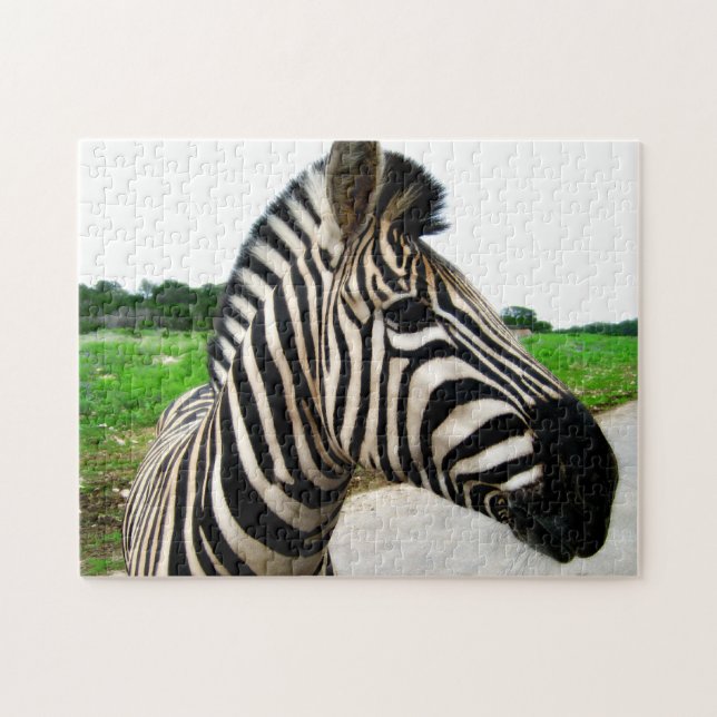 Coola Zebra Photography Pussel (Horisontell)