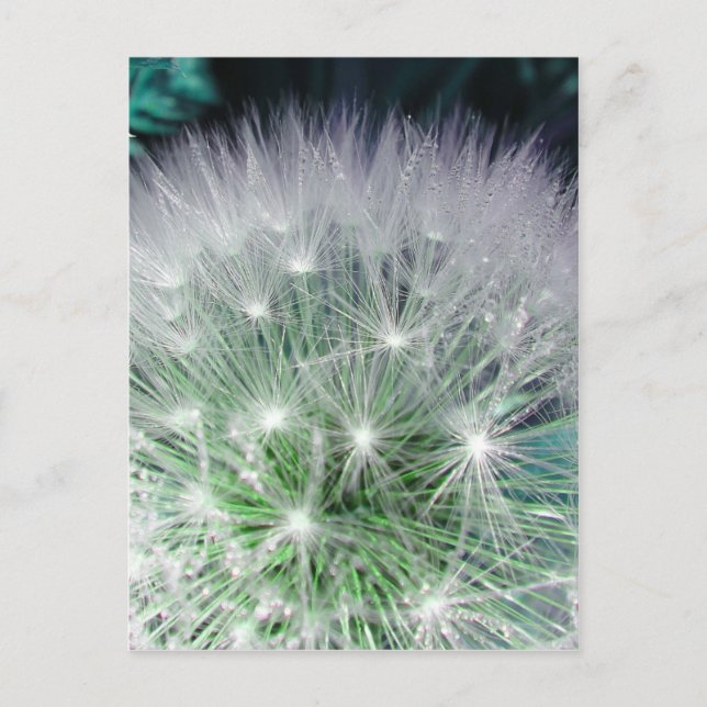 Coolans grönt och vit dandelion med vattendroppar vykort (Framsida)
