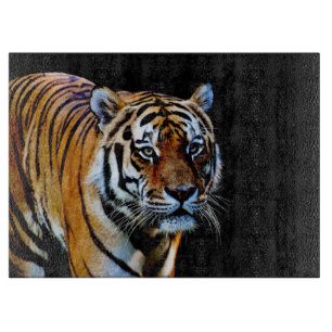 Coolans tiger med svart bakgrund